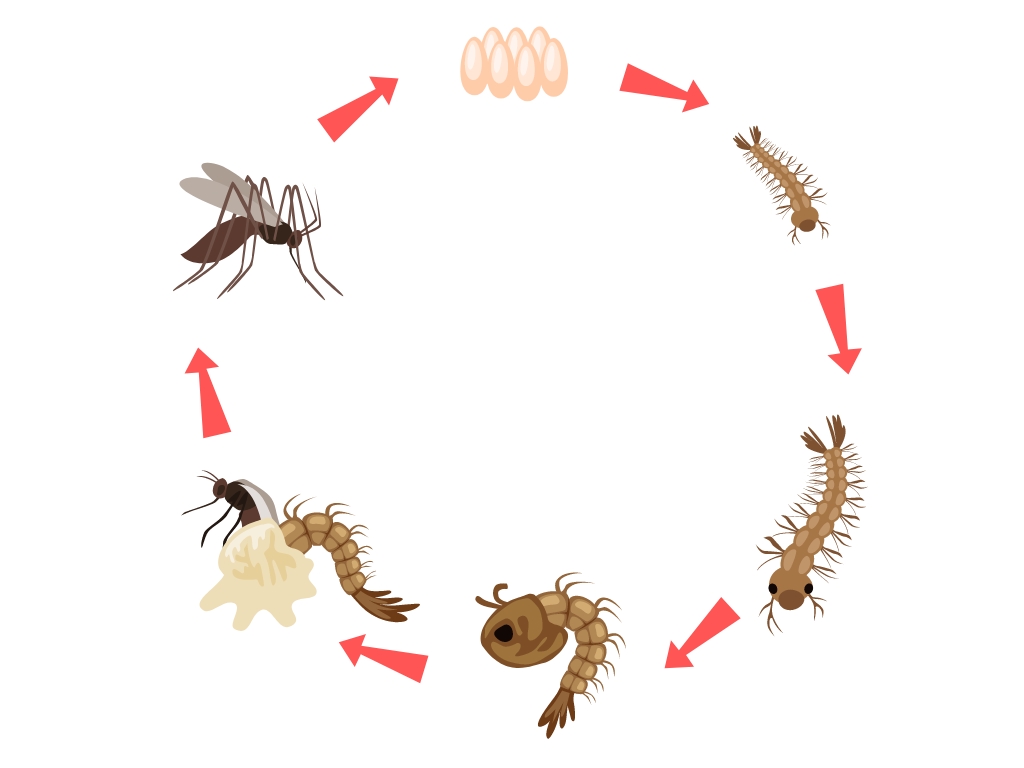 El Ciclo de Vida de las Plagas Comunes y Cómo&nbsp;Interrumpirlo