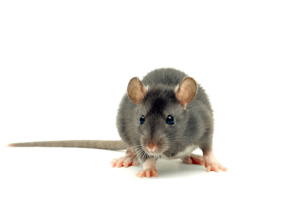 Control de plagas ratas