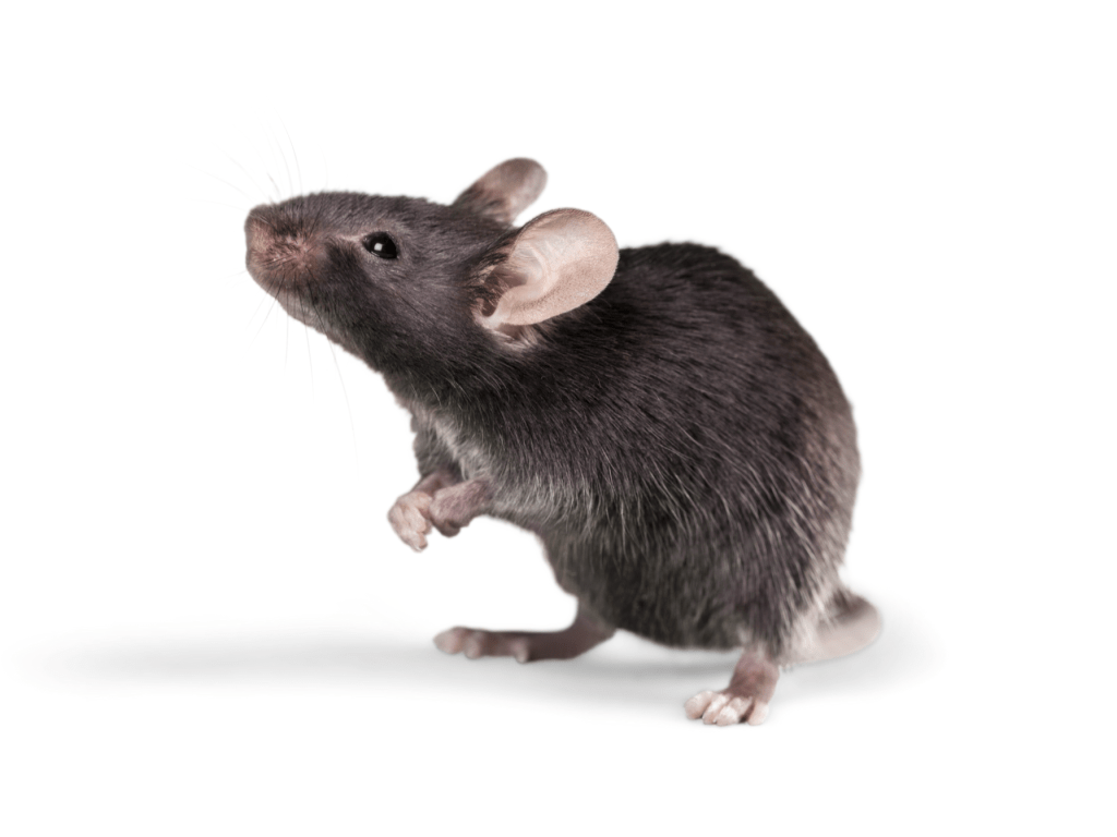 Control de plagas ratones