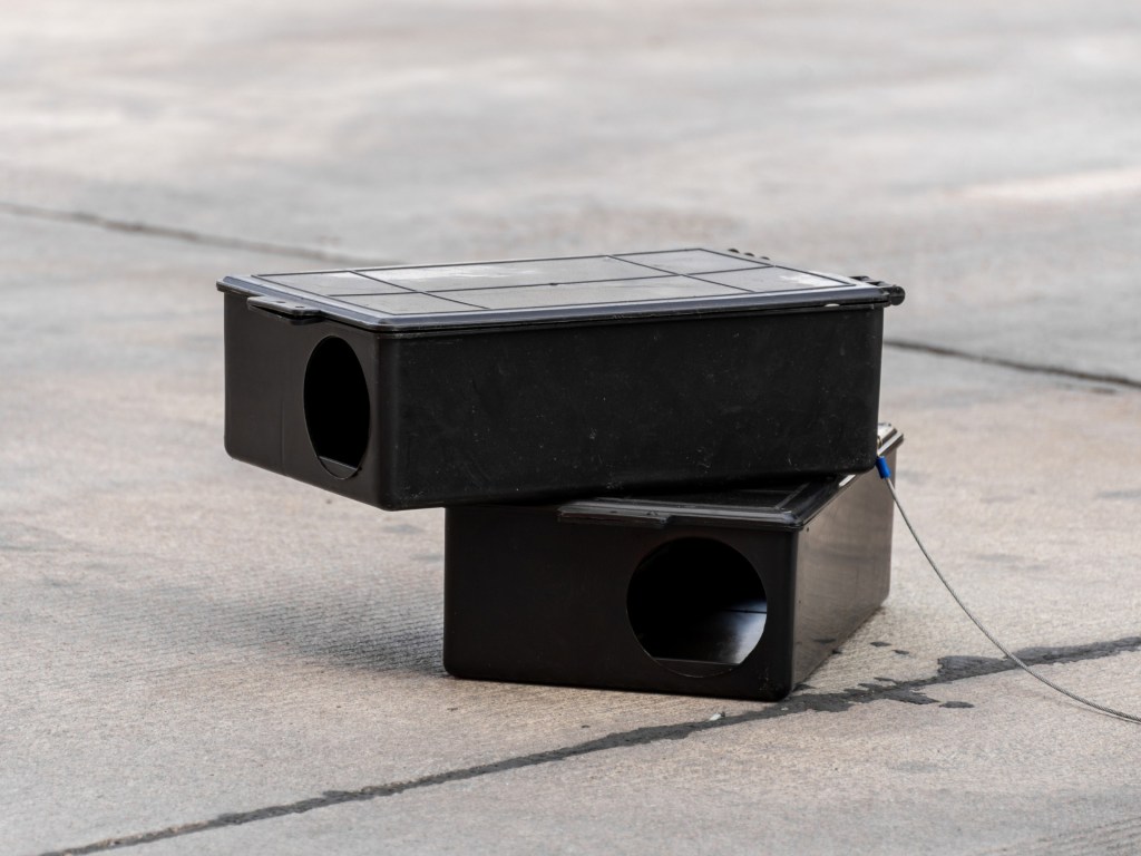 Desratización en Murcia