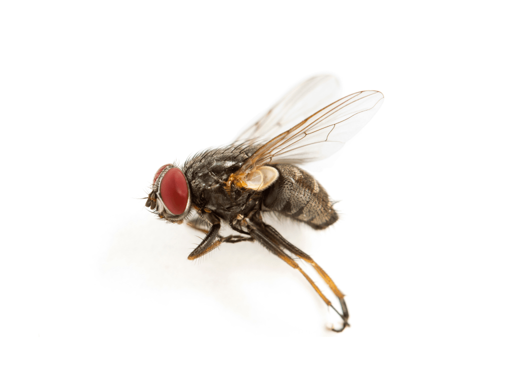 Control de plagas moscas