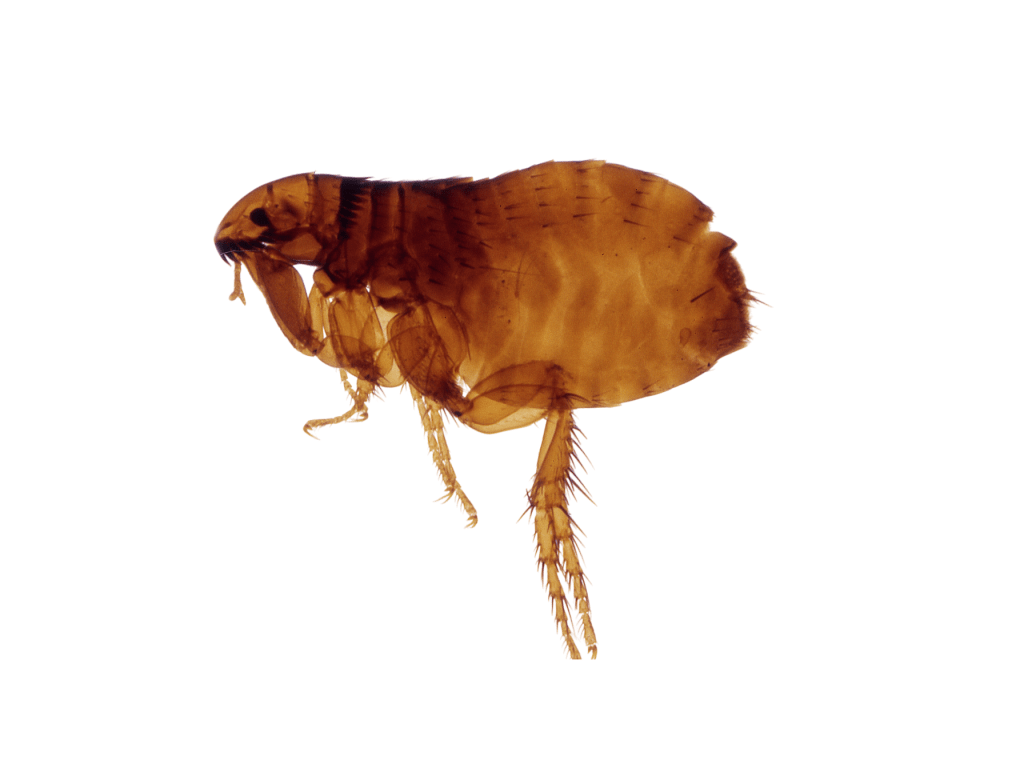 Control de plagas pulgas