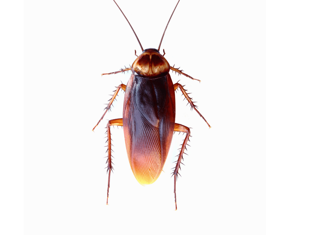 Control de plagas cucarachas