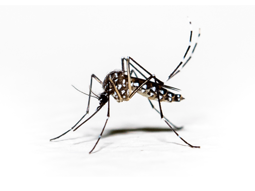 Control de plagas moquitos