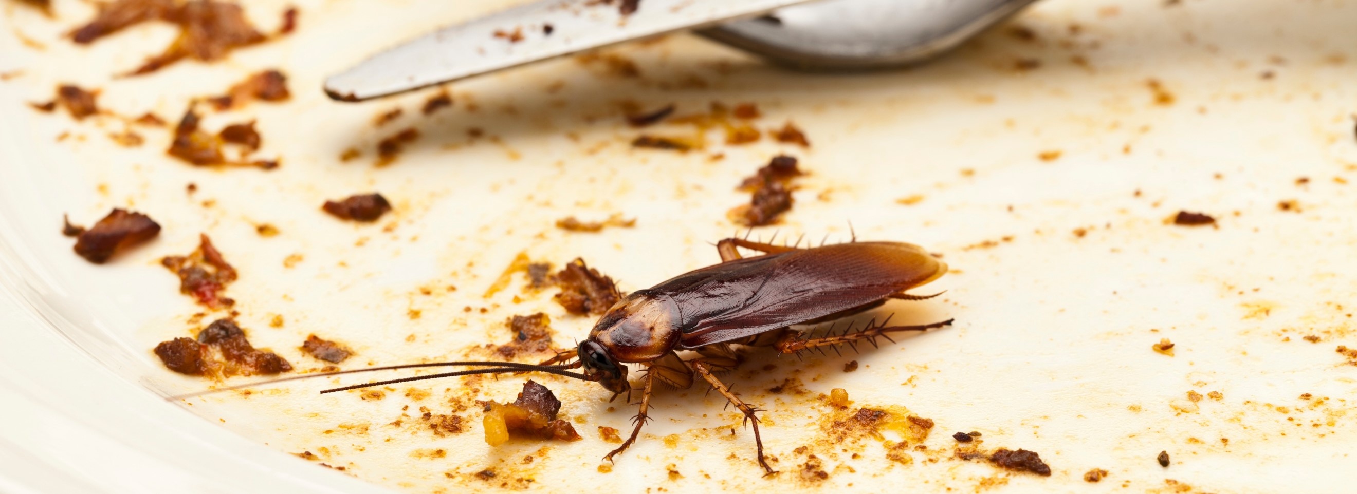 Control de cucarachas en Murcia