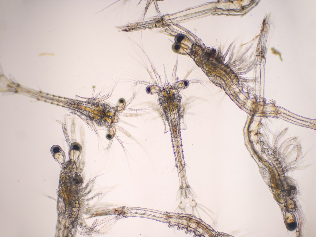 Camarón blanco del pacífico