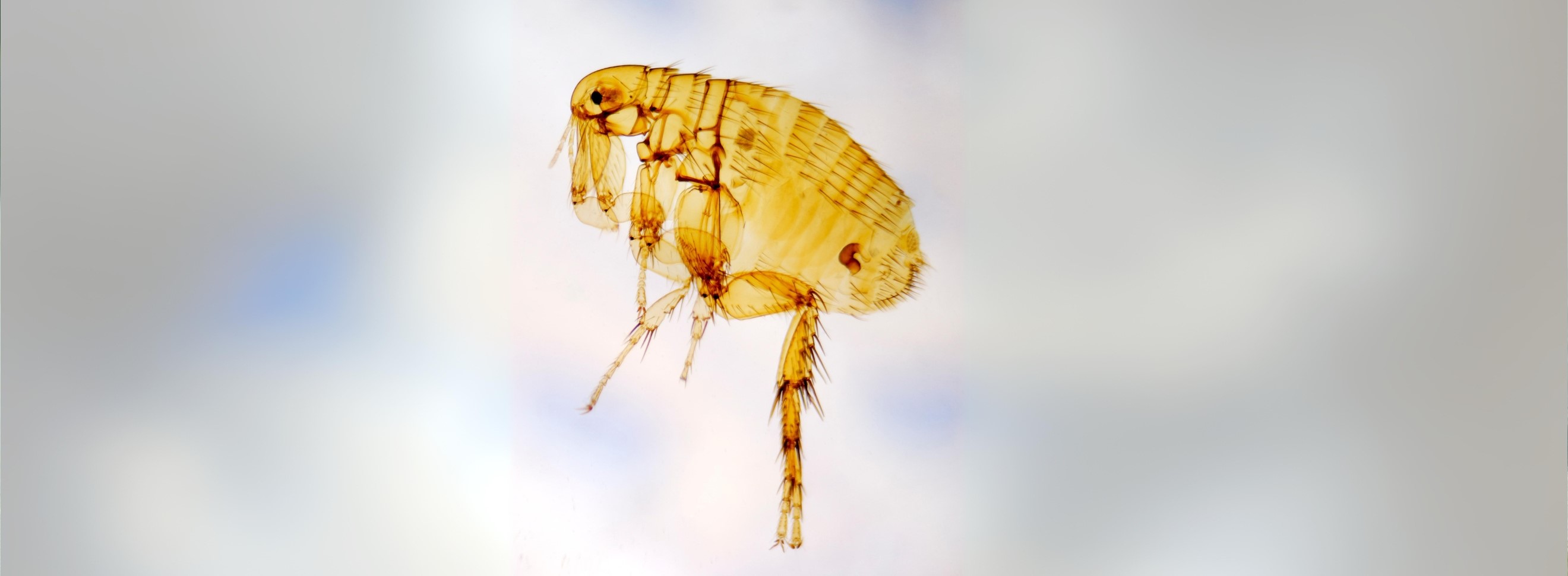 Control de pulgas en Murcia