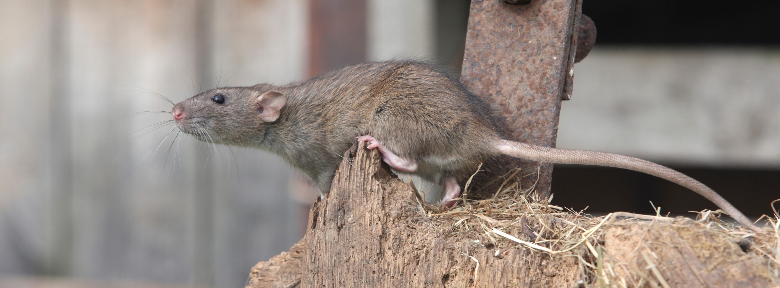 Control de Rata de Alcantarilla